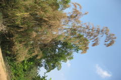 Dendrocalamus strictus